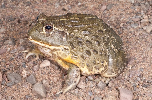 African bullfrog