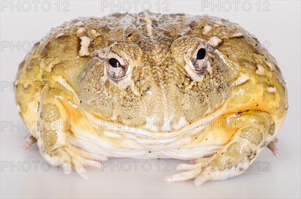 African bullfrog