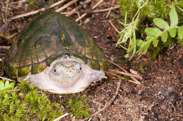 Loggerhead musk turtle