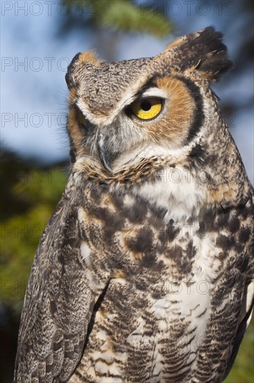 Common Great Horned Owl