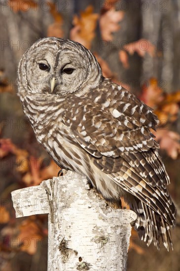 Barred Owl