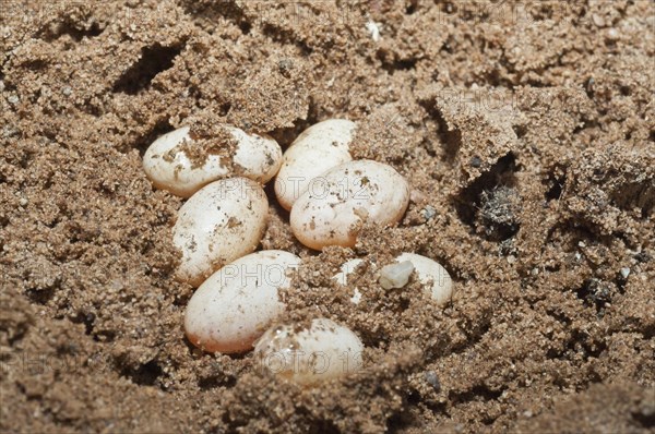 Prairie skink eggs