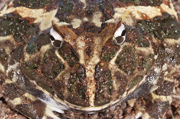 Argentine horned frog