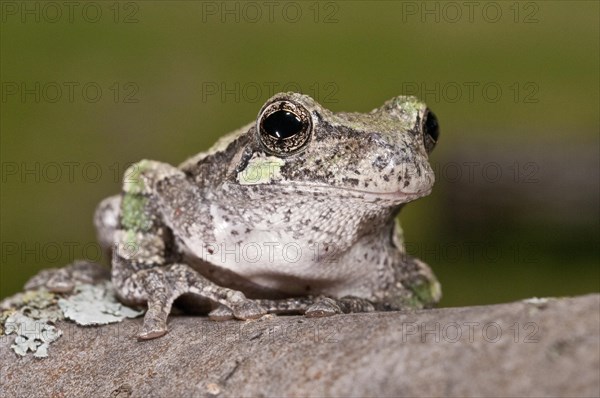 Gray tree frog