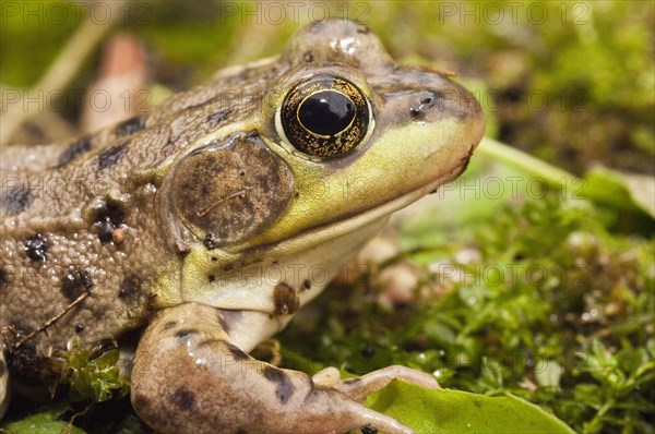 The mink frog