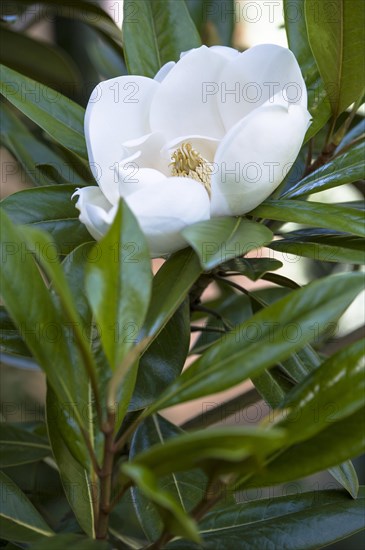 (Magnolia Grandiflora) Exmouth. This specimen shown growing in a suburban garden in South East UK, flowering freely in mid summer