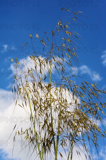 Gigantea Giant Feather Grass