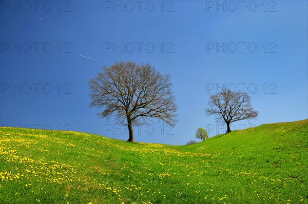 Spring meadow in the Bavarian foothills of the Alps