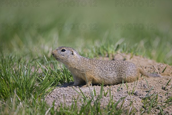 European ground squirrel