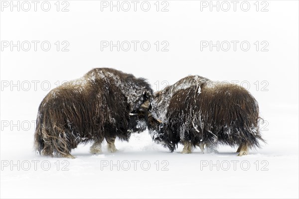 Muskox