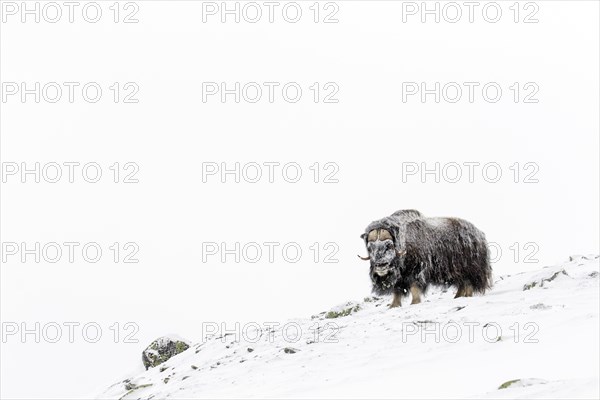 Muskox