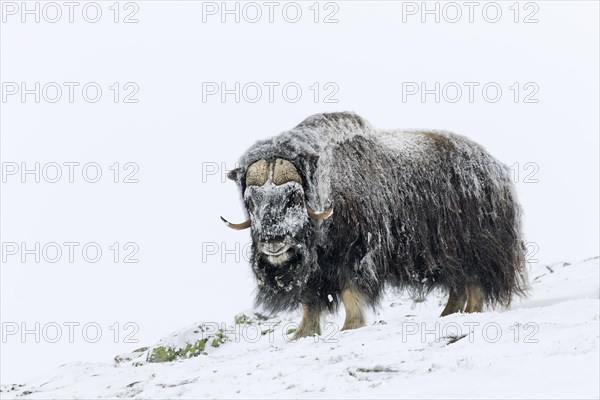 Muskox