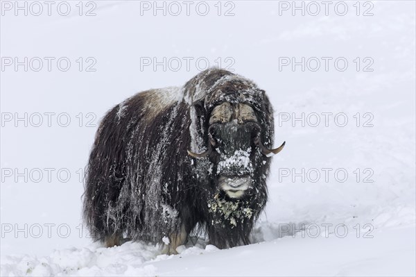 Muskox