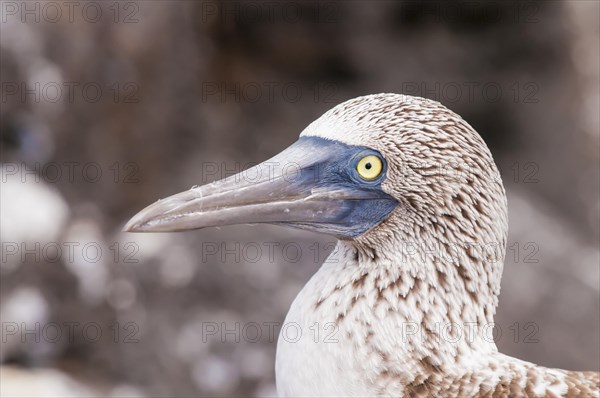 Blue-footed Booby