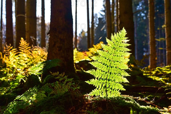 Autumn mood in the forest with ferns against the light