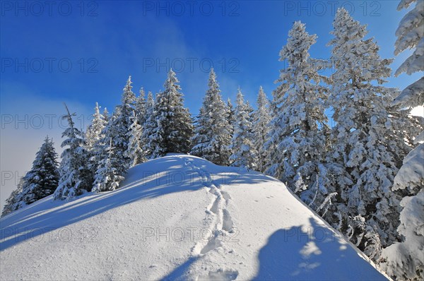 Mountain forest in winter