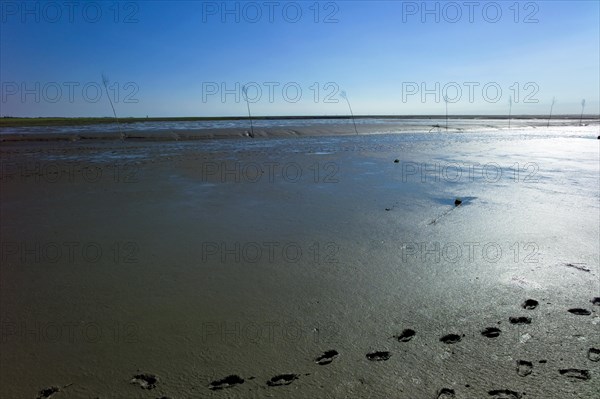 Footprints in the mudflats near Spieka Neufeld in the district of Cuxhaven