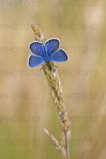 Silver-studded blue