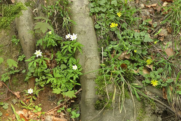 Bush Windroeschen Forest Floor