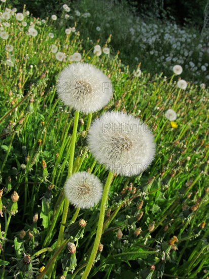 Common dandelion