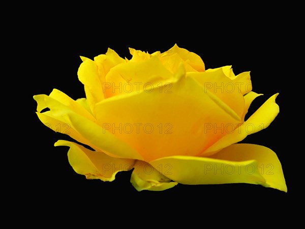 Yellow rose