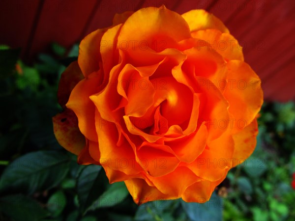 Orange shrub rose