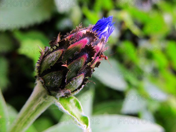 Bud of a brown knapweed