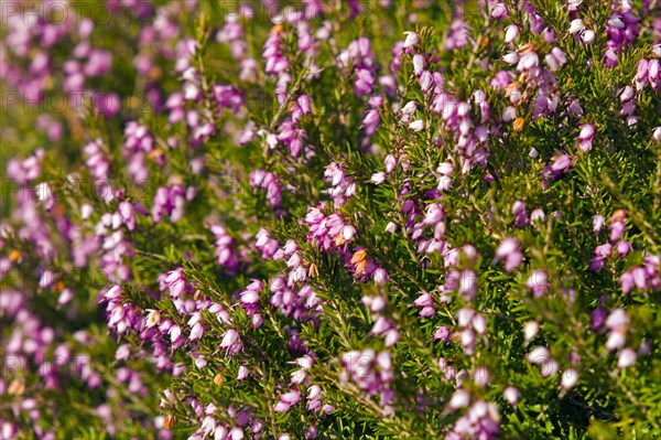 Winter heath