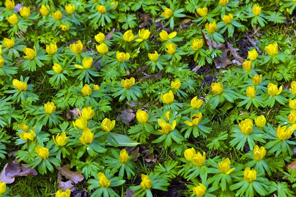 Flowering Winter Lilies