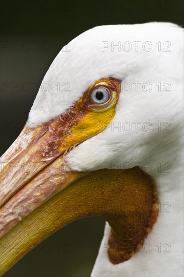 American white pelican