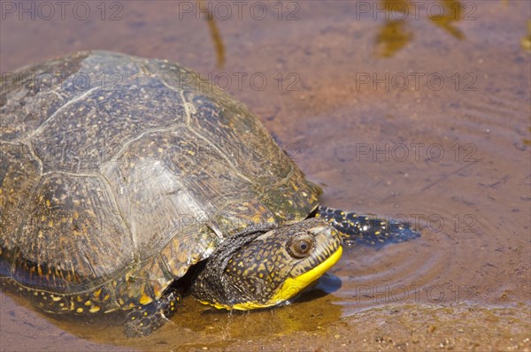 Blandings turtle