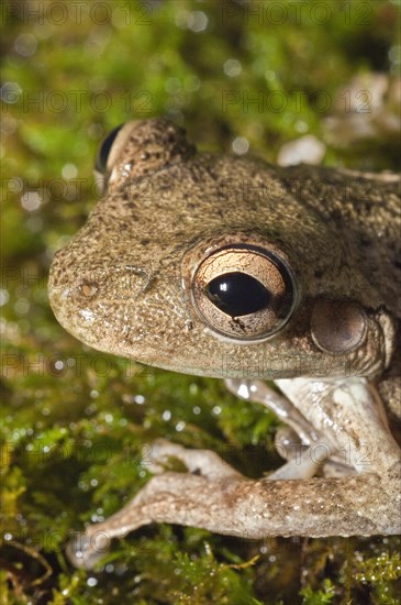 Cuban tree frog