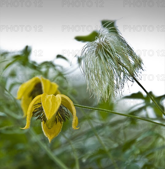 Clematis orientalis