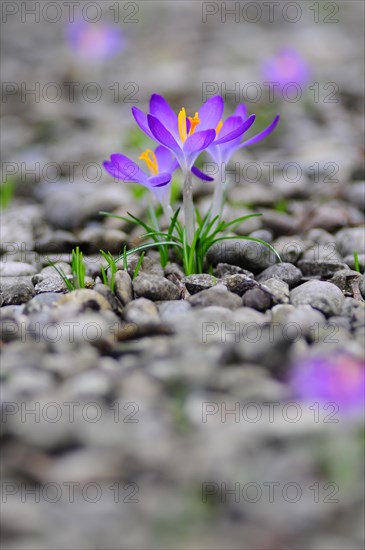 Flowering crocuses