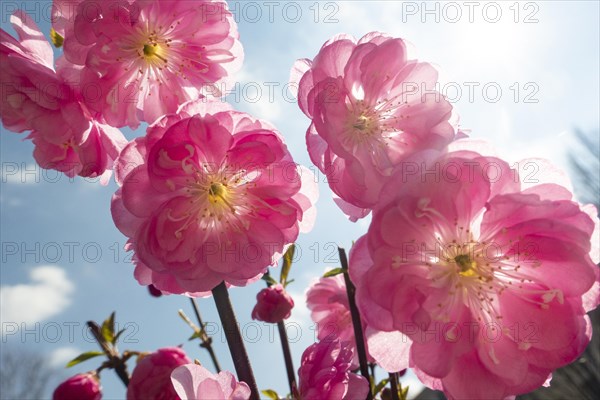 Spring cherry or early ornamental cherry