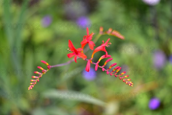 Flower of a Montbretia