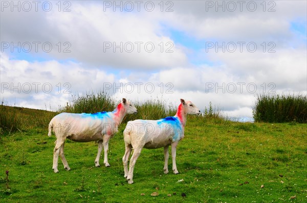 Sheep in a pasture in the Yorkshire Dales