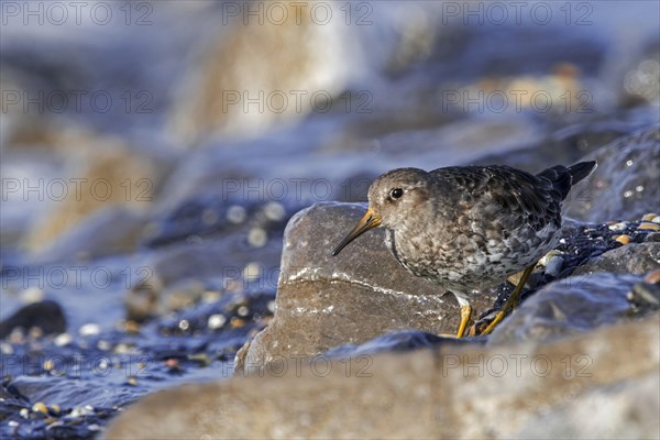 Purple sandpiper