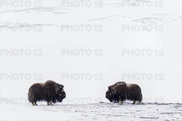 Two muskoxen