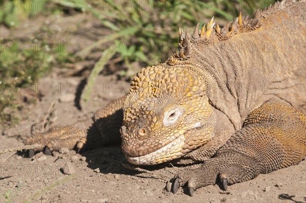 Galapagos land iguana