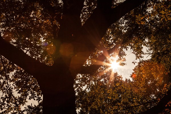 Backlit tree