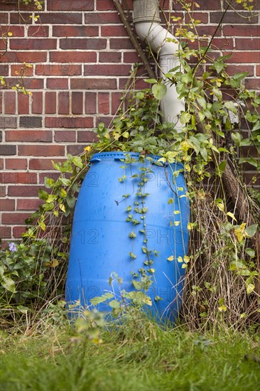 Blue rain barrel