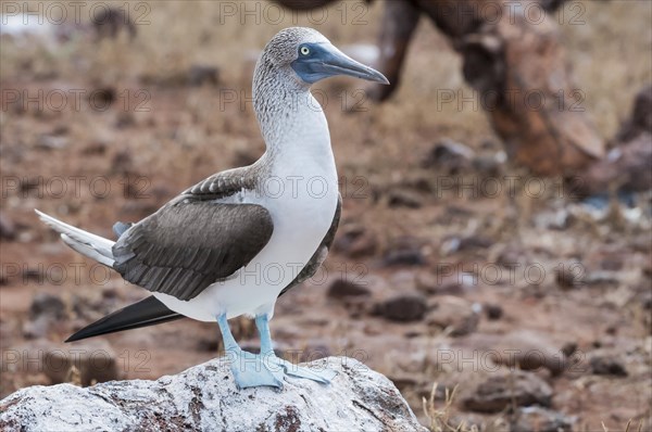 Blue-footed Booby