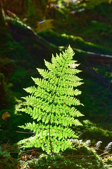 Autumn mood in the forest with ferns against the light