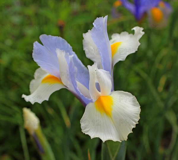 Irises