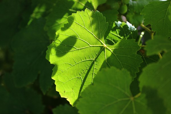 Grape leaf