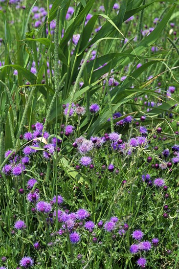 Creeping thistles