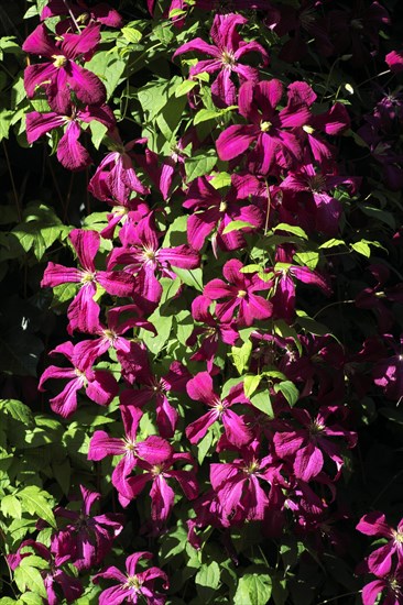 clematis