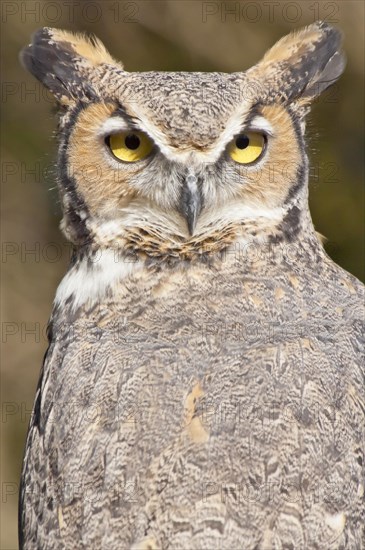 Common Great Horned Owl