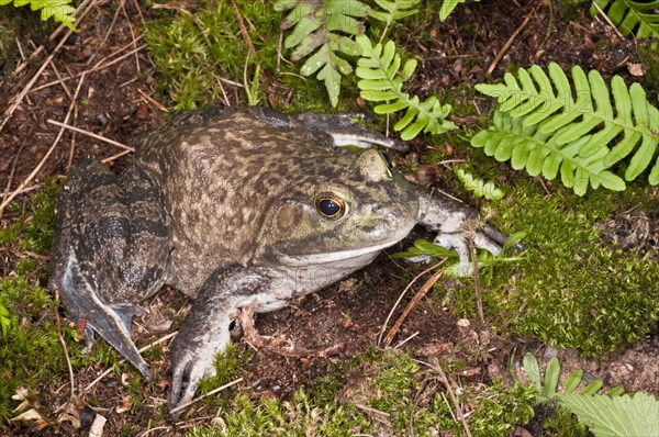 Bullfrog